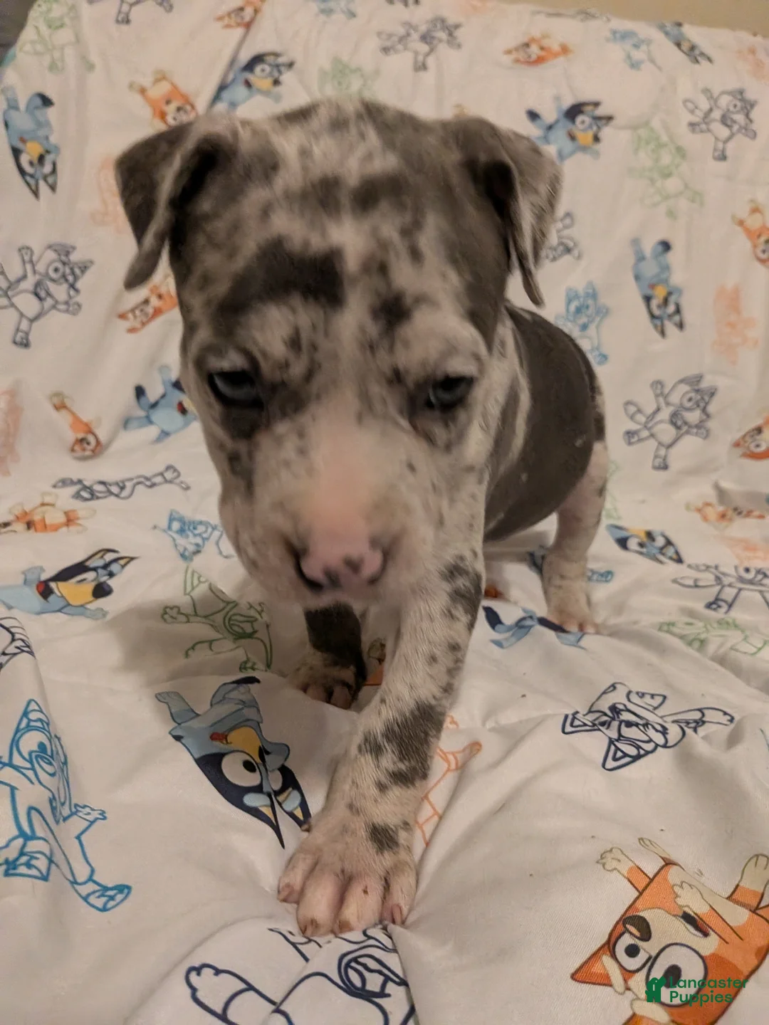 American Pit Bull Terrier dogs for sale: American Pit Bull Terrier 4 - Ad 2