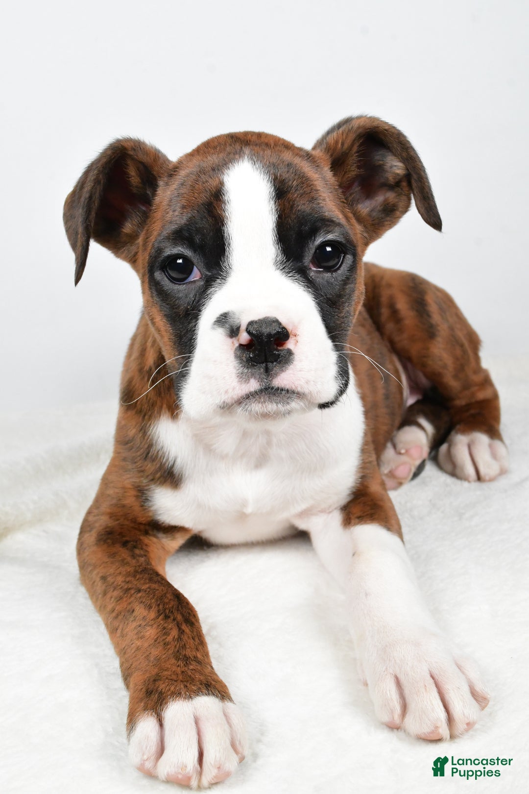 Boxer dogs for sale: Amber - Ad 3