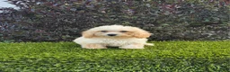 Havapoo dogs for sale: Aurora - Ad 7