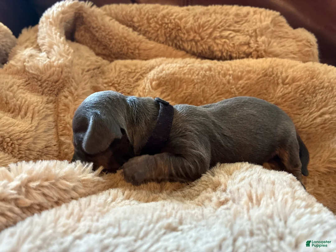 Miniature Dachshund dogs for sale: Miniature Dachshund Puppy 4 - Ad 2