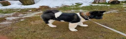 Akita dogs for sale: King - Ad 1