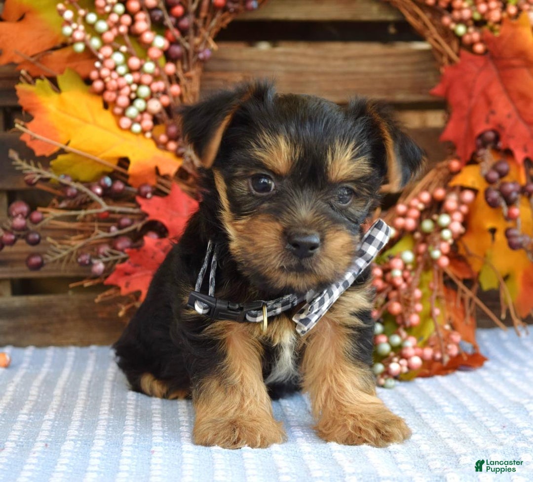 Yorkshire Terrier dogs for sale: Donner - Ad 7