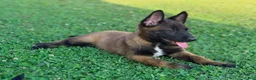 Belgian Malinois dogs for sale: AKC Belgian Malinois - Green Collar - Ad 3