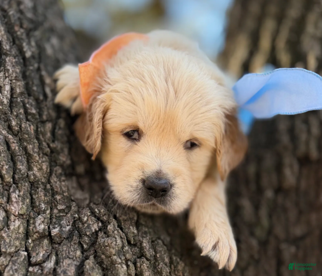 Golden Retriever dogs for sale: Sunny - Ad 4