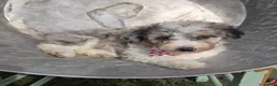 Mini Sheepadoodle dogs for sale: Jess - Ad 4
