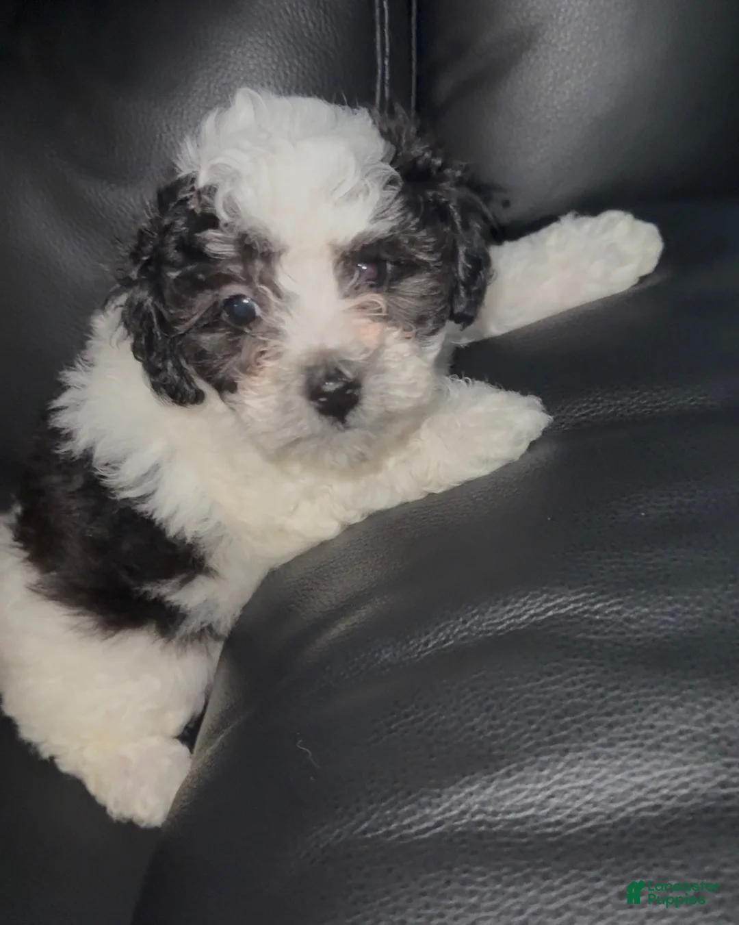 Bichpoo dogs for sale: Bichpoo 5 - Ad 7