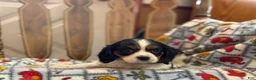 Cavalier King Charles Spaniel dogs for sale: Teresa - Ad 5
