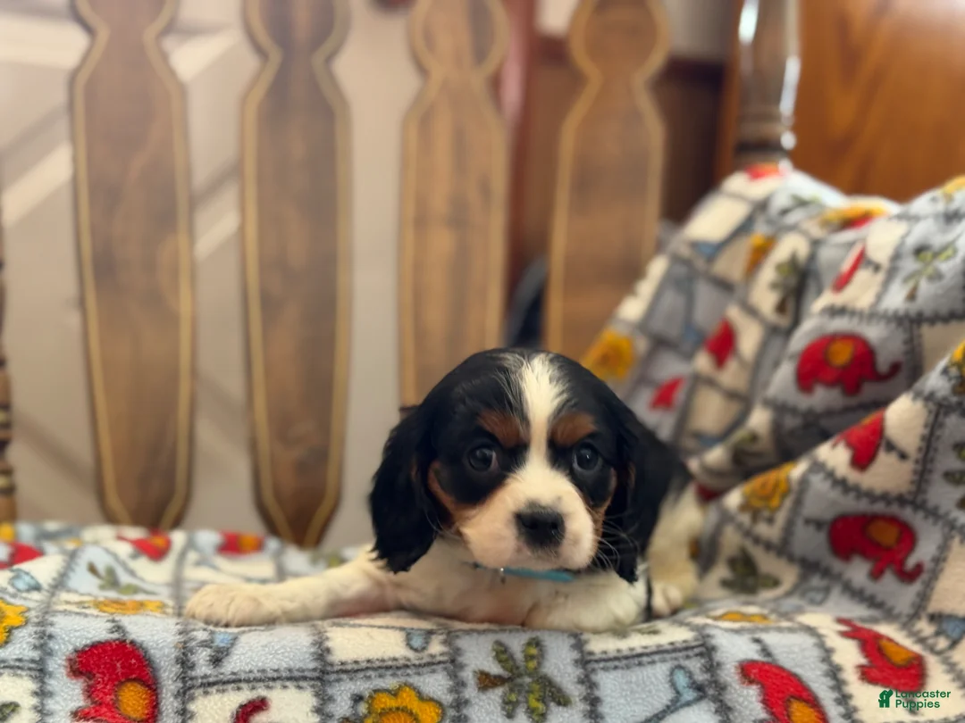 Cavalier King Charles Spaniel dogs for sale: Teresa - Ad 5