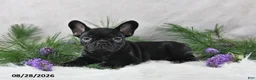 Frenchton dogs for sale: Marshal - Ad 4