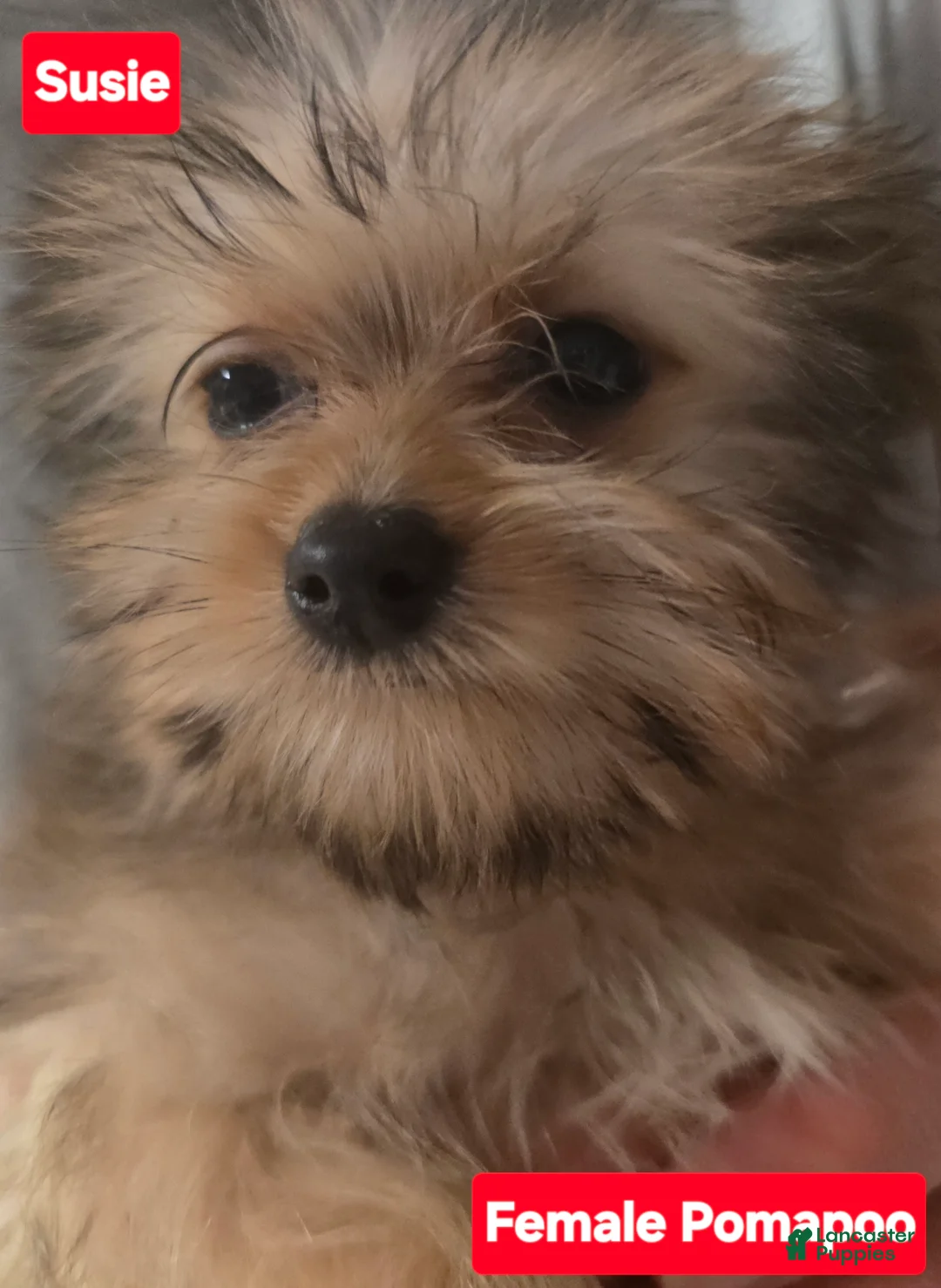 Pomapoo dogs for sale: Susie - Ad 1
