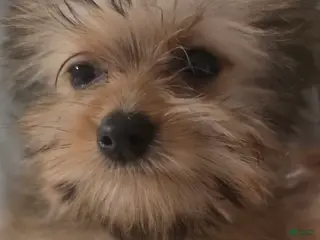 Pomapoo dogs for sale: Susie - Ad 3