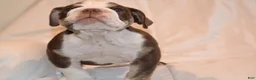 English Bulldog dogs for sale: Bully (Chocolate Trindle) - Ad 10