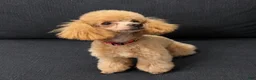 Cavapoo dogs for sale: Ruby - Ad 4