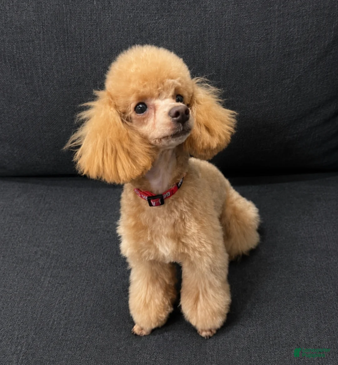 Cavapoo dogs for sale: Ruby - Ad 4