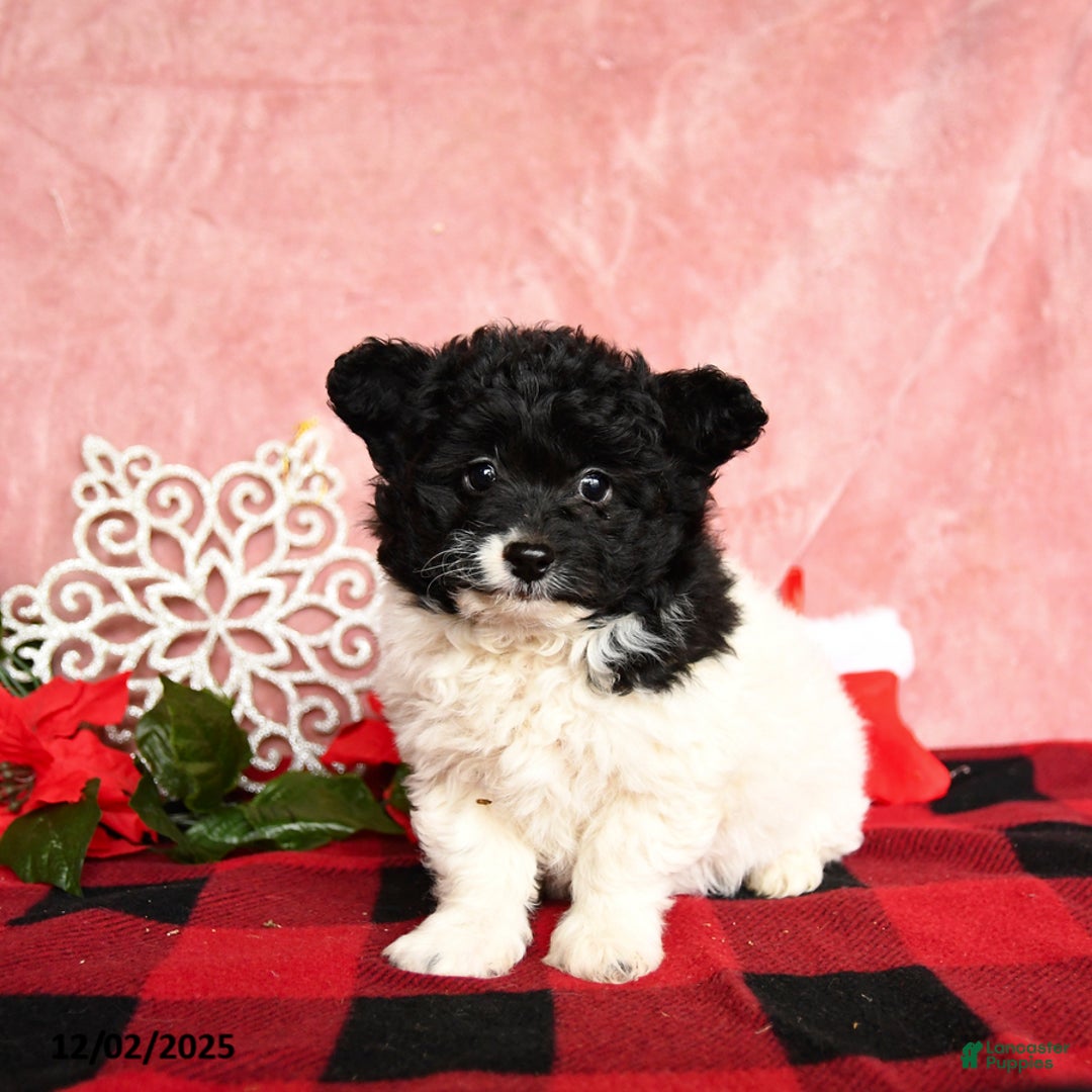 Mixed Breed dogs for sale: Nugget - Ad 2