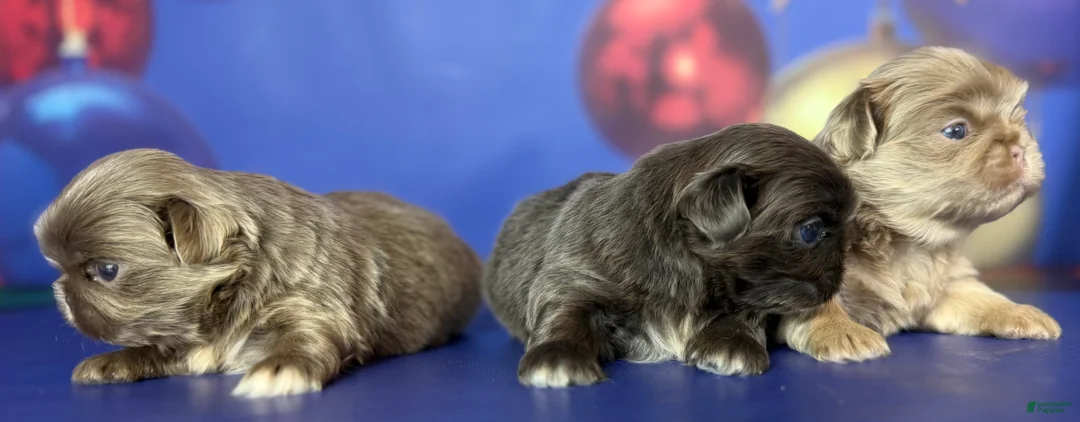 Pekingese dogs for sale: AKC DNA OFA Buddy lilac - Ad 3