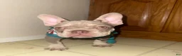 French Bulldog dogs for sale: French Bulldog 1 - Ad 2