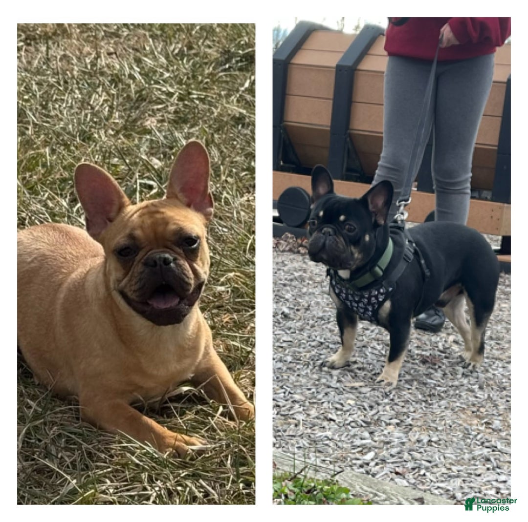 French Bulldog dogs for sale: Peaches - Ad 4