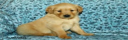 Golden Retriever dogs for sale: Honey - Ad 4