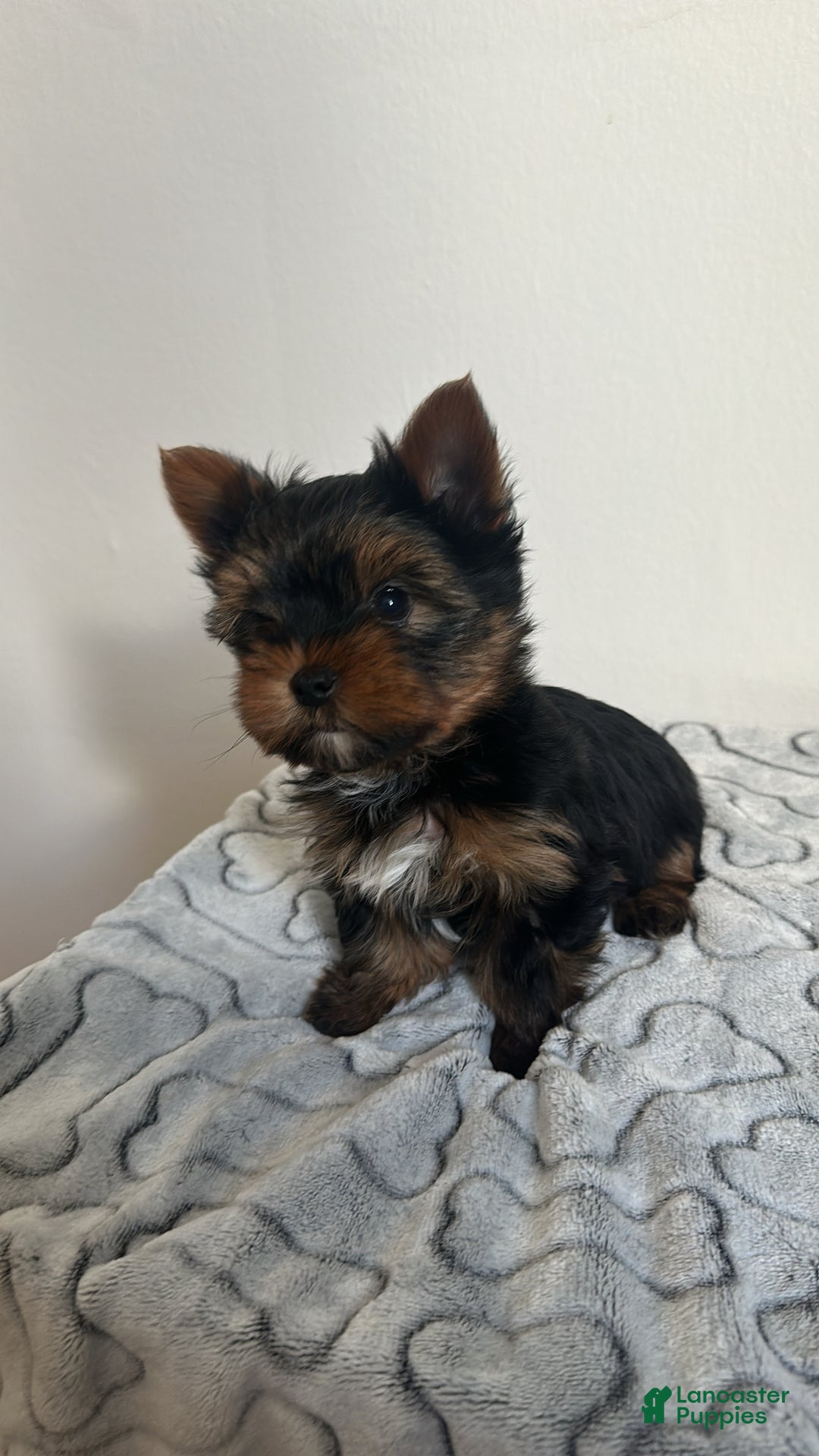 Yorkshire Terrier dogs for sale: Teddy - Ad 2