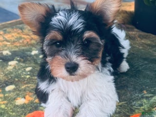 Biewer Terrier dogs - Ad 7