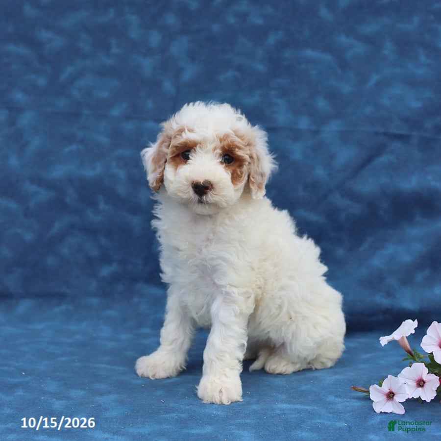 Mini Goldendoodle dogs Pansy - Ad 1