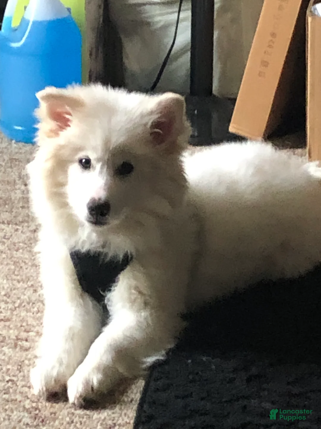 Mixed Breed dogs for sale: Mixed Breed Puppy 1 - Ad 2