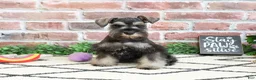Miniature Schnauzer dogs for sale: Hannah - Ad 3