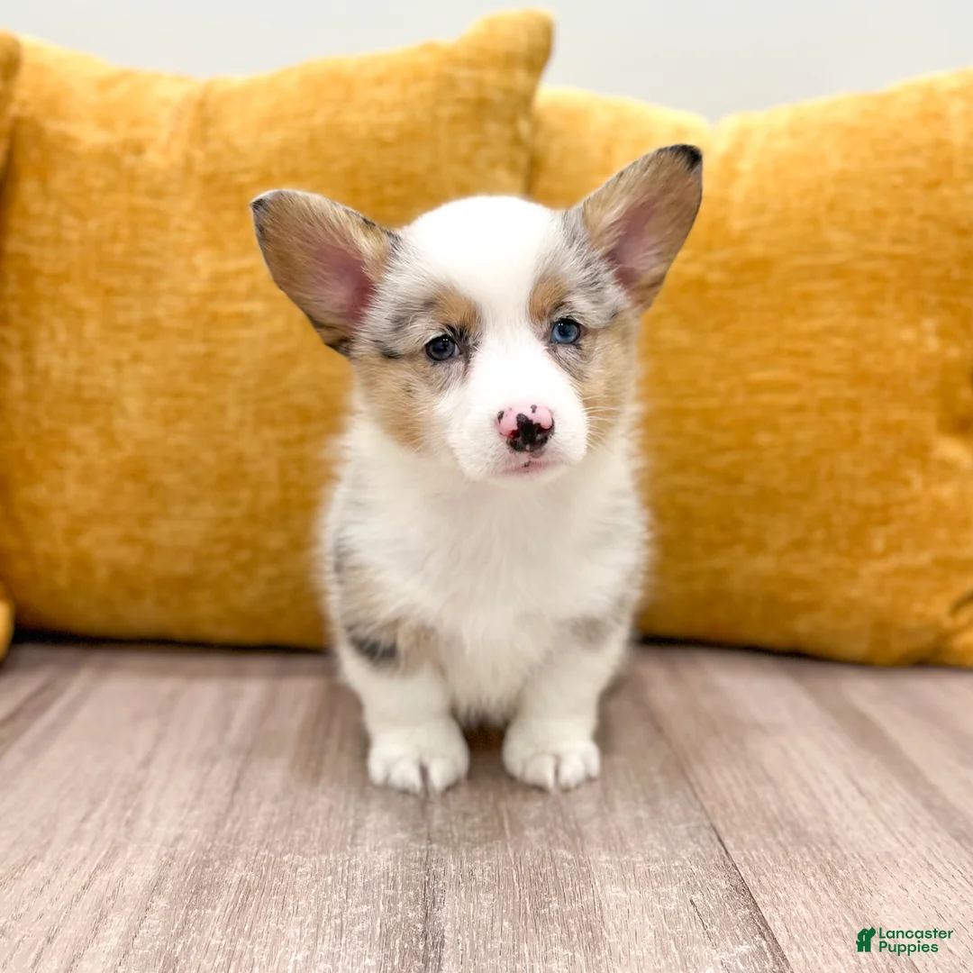 Welsh Corgi Pembroke dogs for sale: Sally - Ad 2