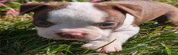 Boston Terrier dogs for sale: Cherry - Ad 2