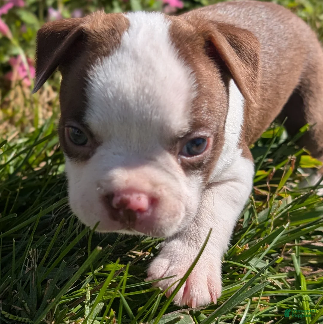 Boston Terrier dogs for sale: Cherry - Ad 2