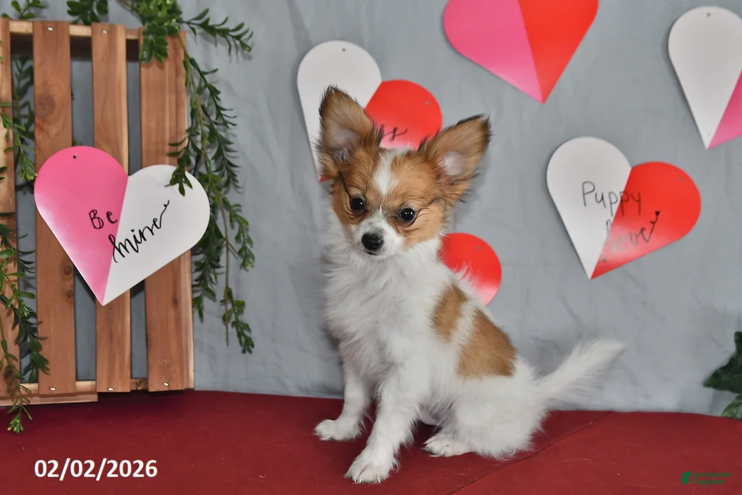 Papillon dogs for sale: Nipper - Ad 7
