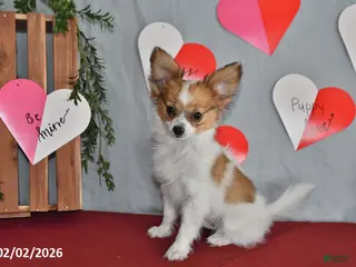 Papillon dogs Nipper - Ad 3