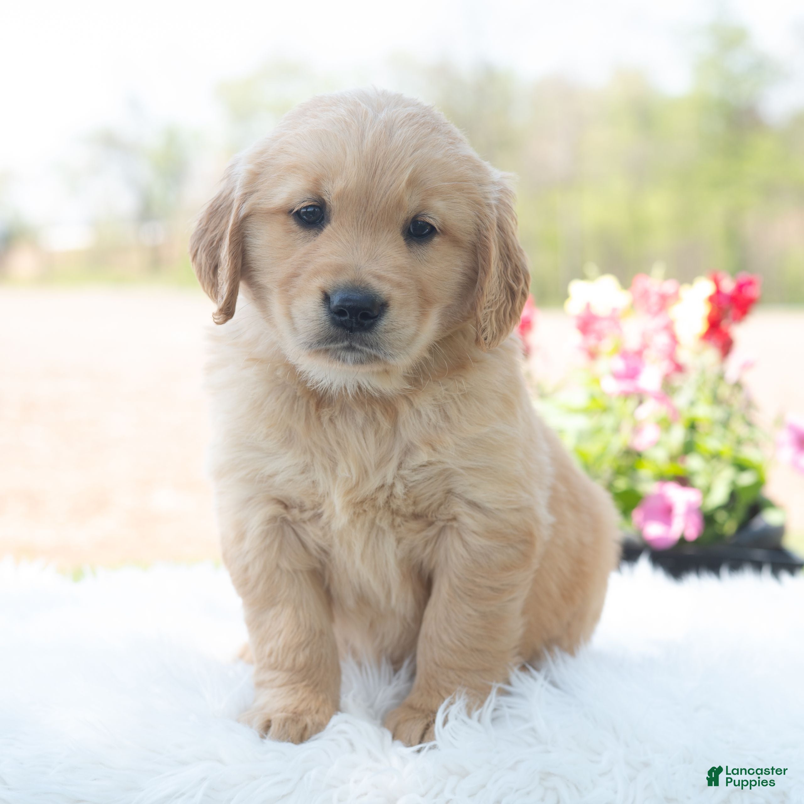 Golden Retriever dogs Morty  - Ad 2