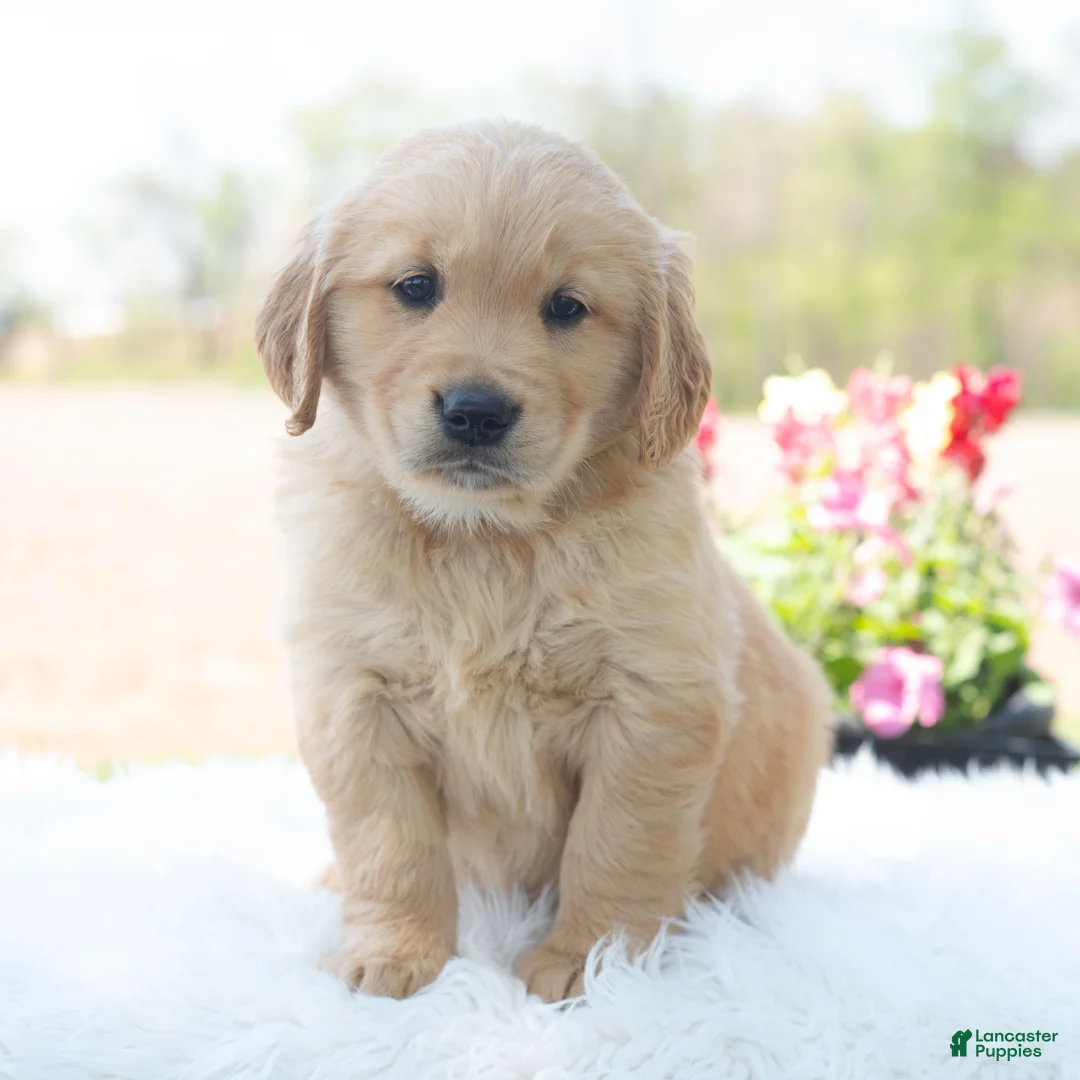 Golden Retriever dogs for sale: Morty  - Ad 2