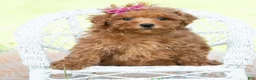 Maltipoo dogs for sale: summer - Ad 6