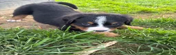 Bernese Mountain Dog dogs for sale: Timmy  - Ad 3