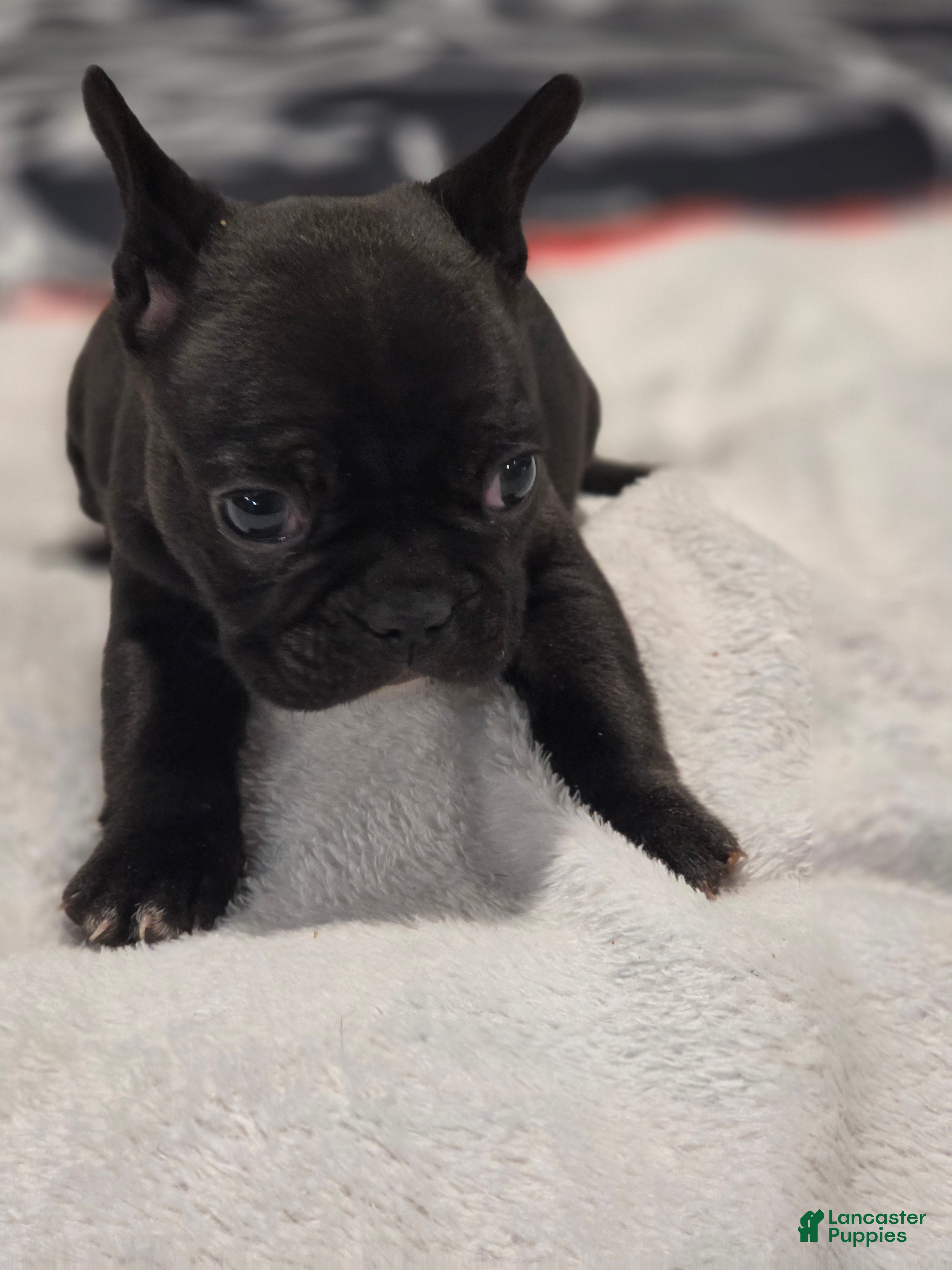 French Bulldog dogs French Bulldog Puppy 4 - Ad 3
