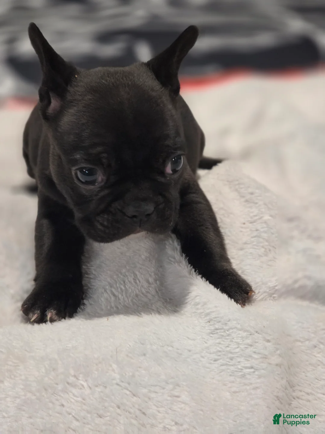 French Bulldog dogs for sale: French Bulldog Puppy 4 - Ad 1