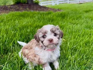 Mixed Breed dogs for sale: Tessa - Ad 3
