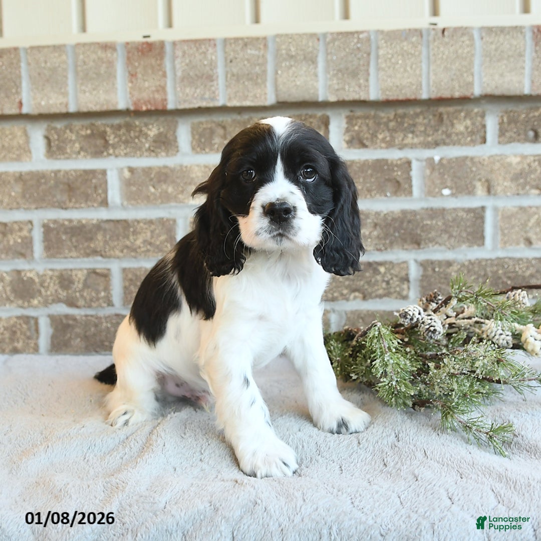 Cocker Spaniel dogs for sale: Storm   - Ad 3