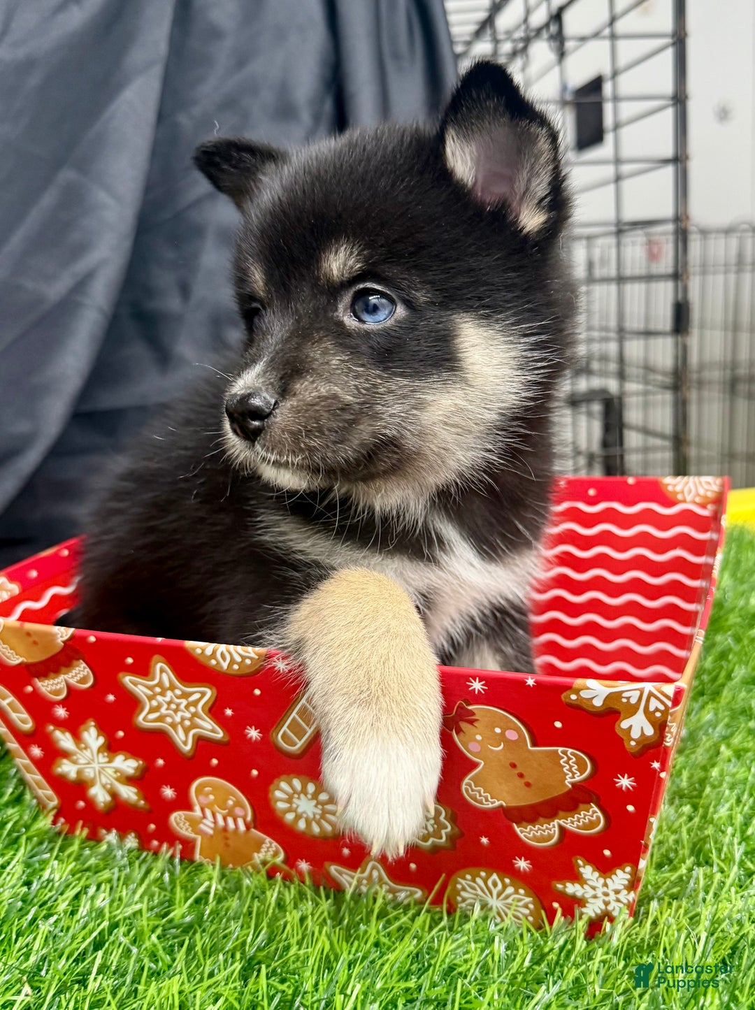 Mixed Breed dogs for sale: Sugar  - Ad 5