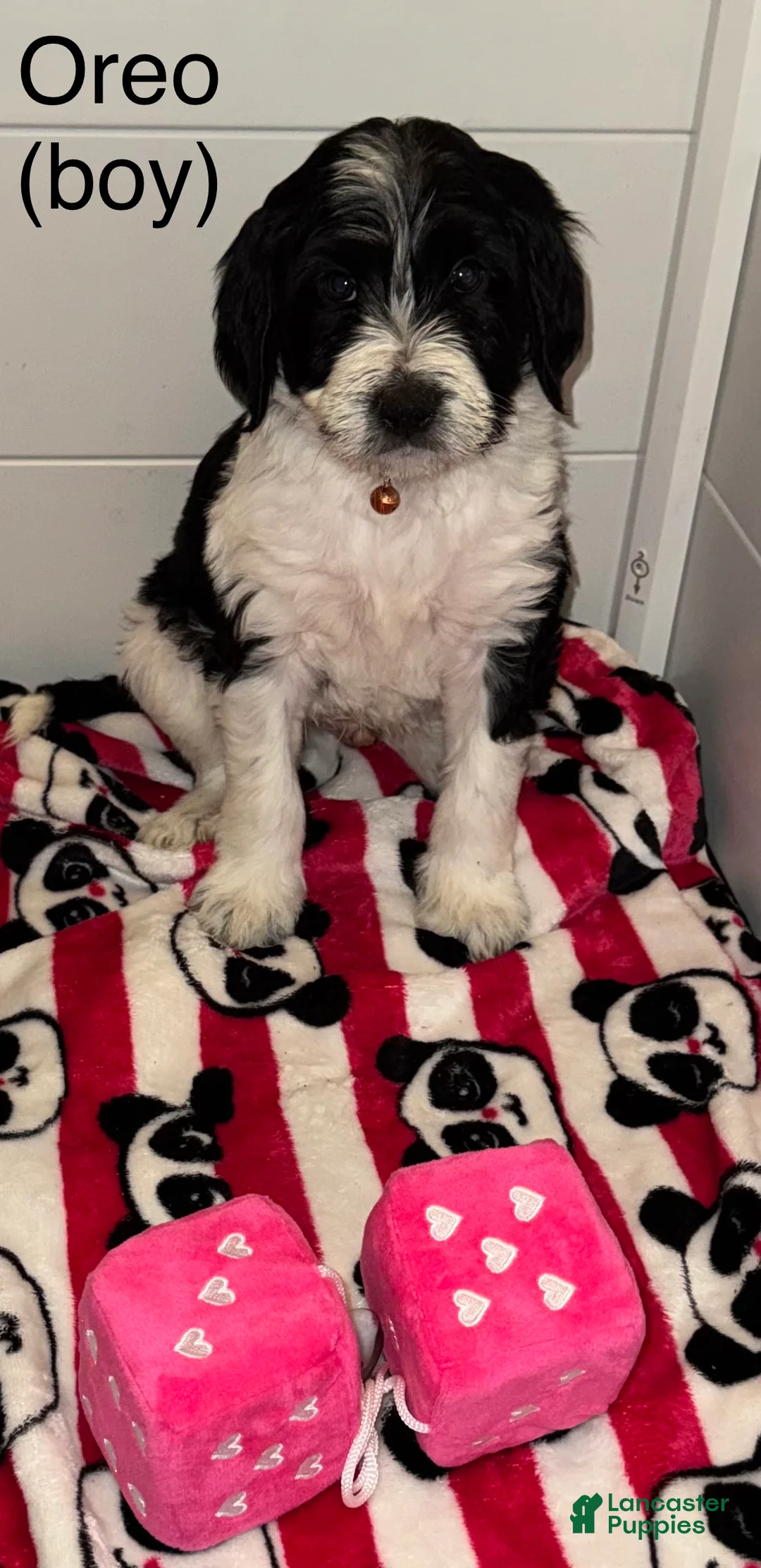 Mixed Breed dogs for sale: Mixed Breed Puppy 1 - Ad 1