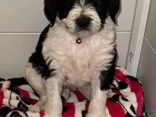 Mixed Breed dogs Mixed Breed Puppy 1 - Ad 32