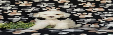 Bronson Hypoallergenic