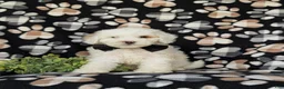 Cockapoo dogs for sale: Bronson Hypoallergenic - Ad 1
