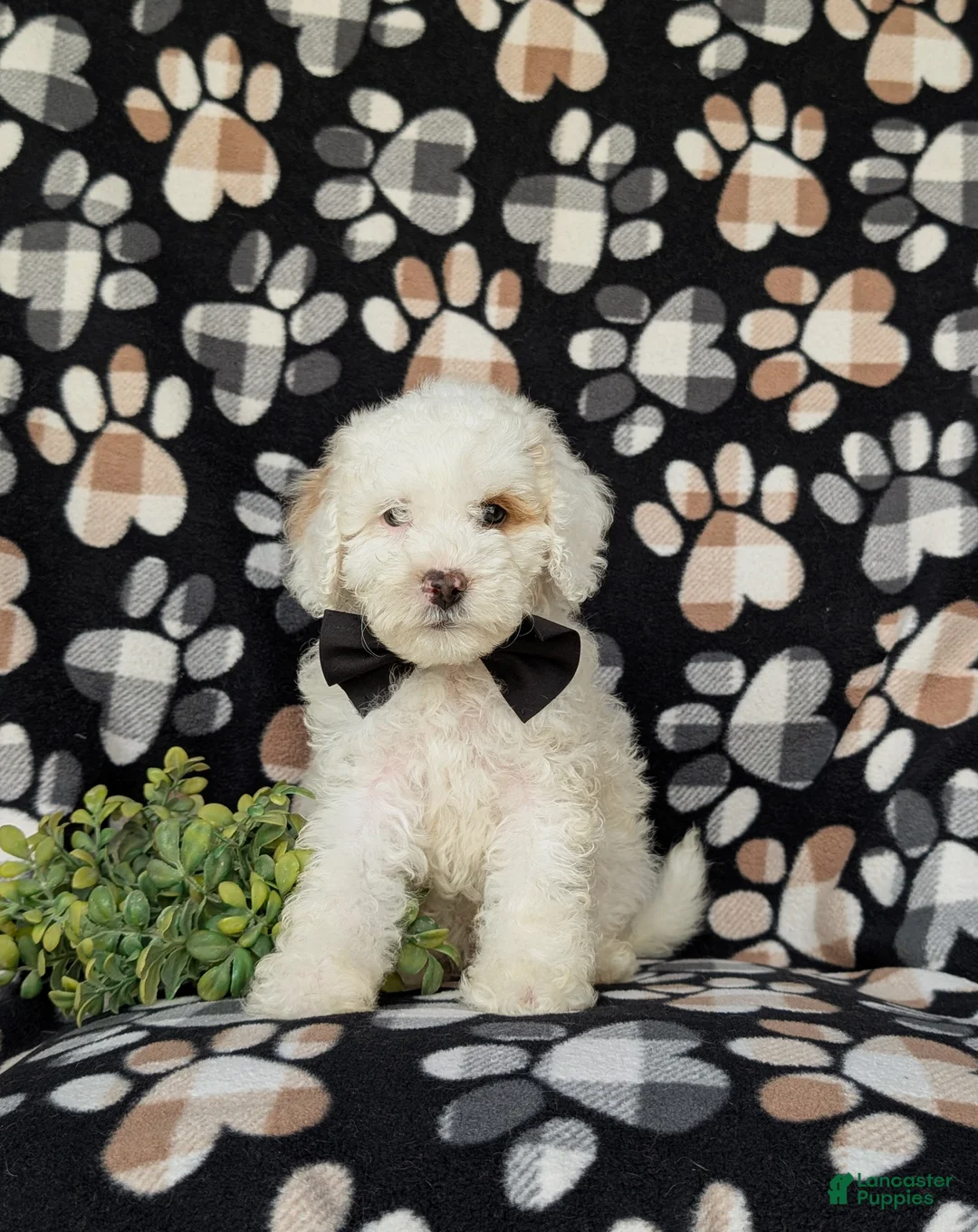 Cockapoo dogs for sale: Bronson Hypoallergenic - Ad 1