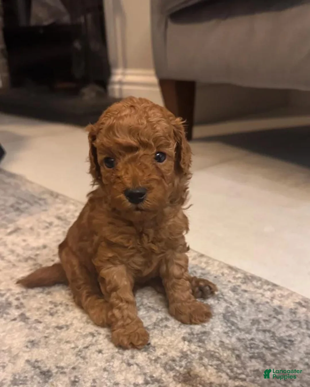 Maltipoo dogs for sale: Maya - Ad 1