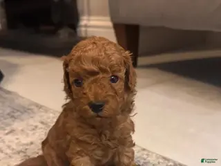 Maltipoo dogs Maya - Ad 7