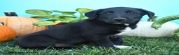 Mixed Breed dogs for sale: Raleigh - Ad 3
